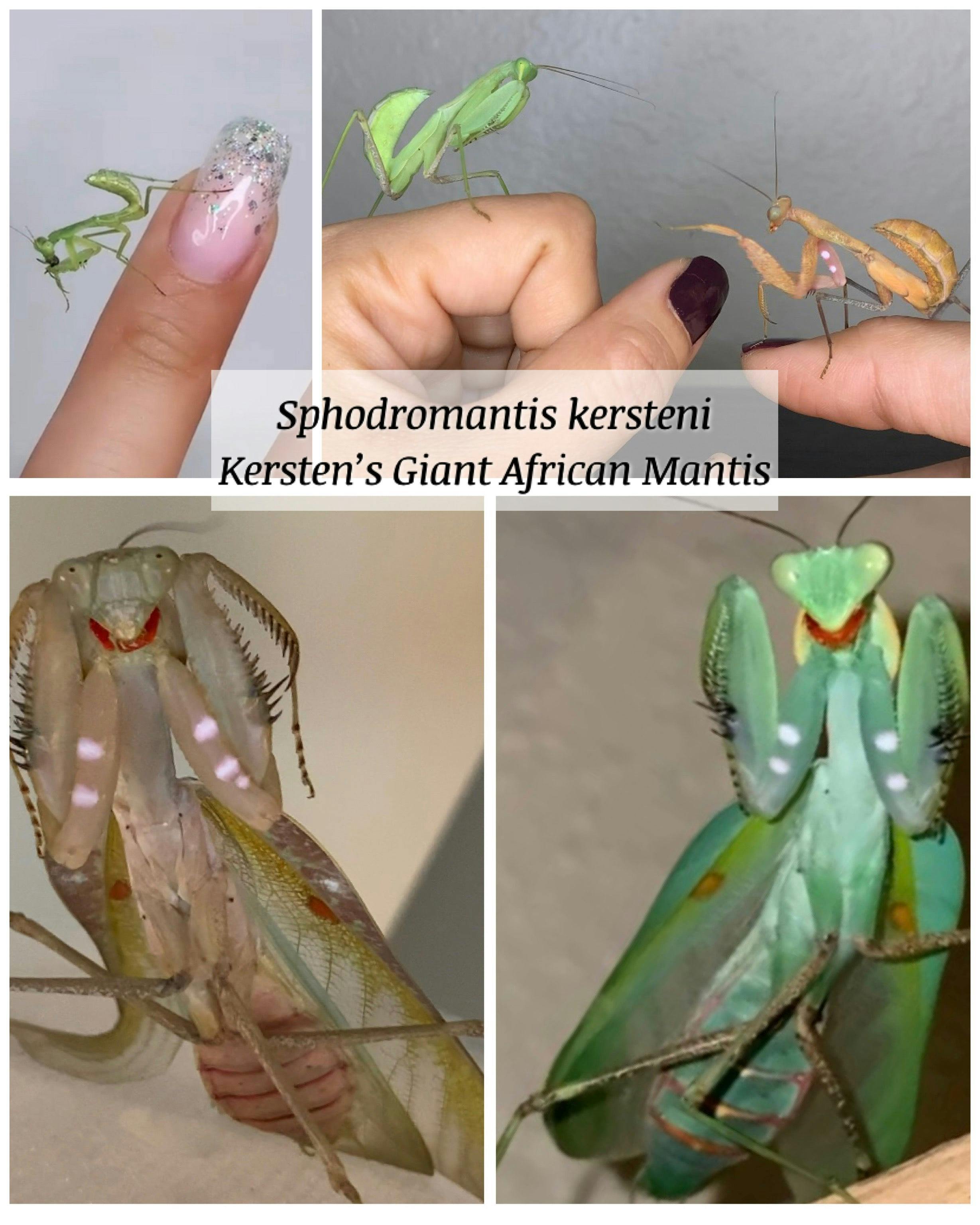 Kersten’s Giant African Mantis - Sphodromantis kersteni
