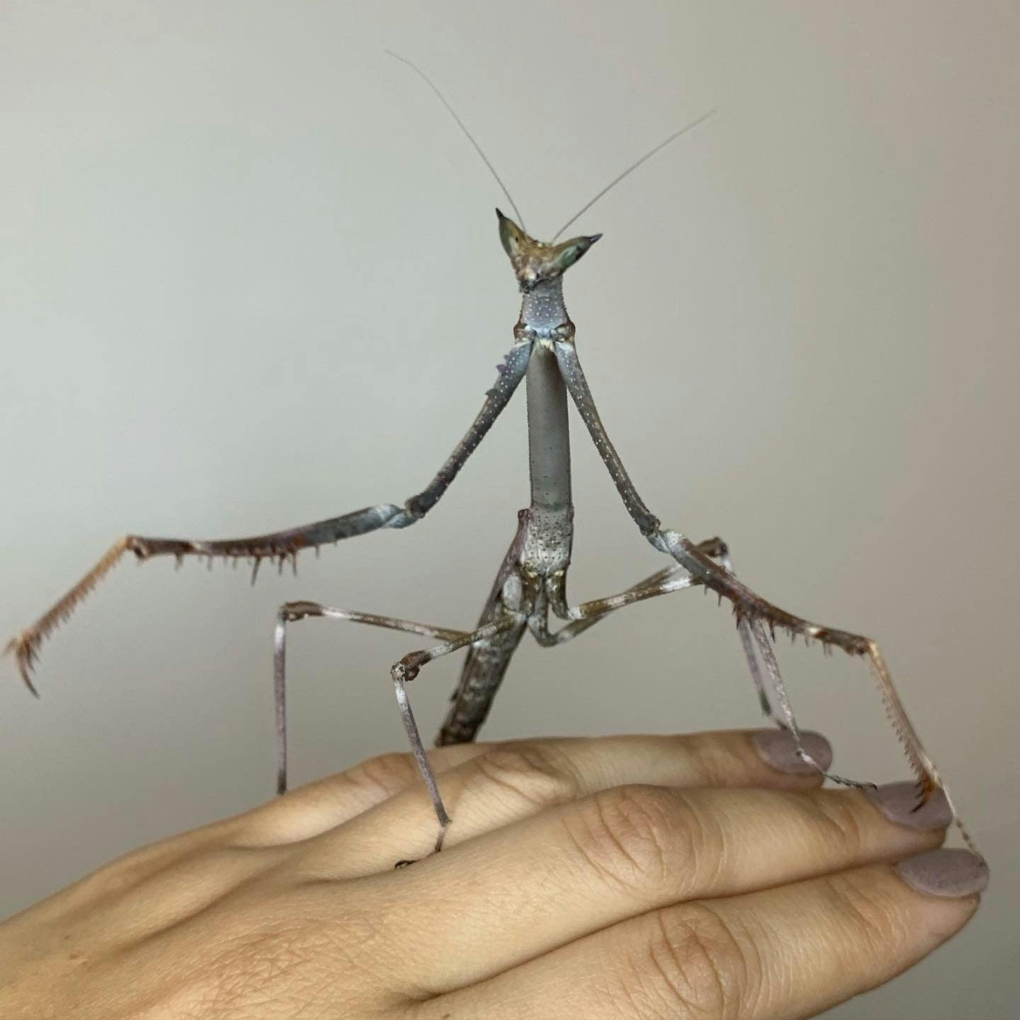 Cat Eye Mantis aka Giant African Stick Mantis - Heterochaeta orientalis