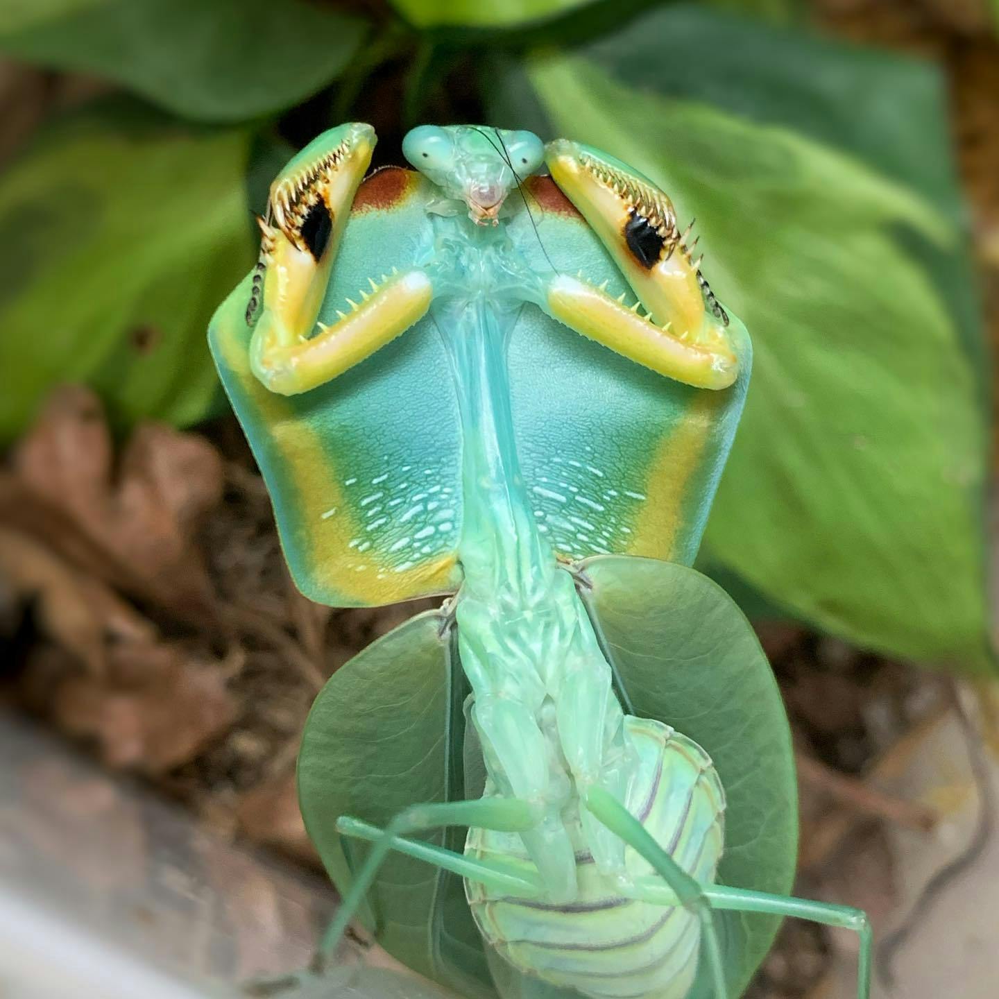 Cobra Mantis - Choeradodis rhomboidea